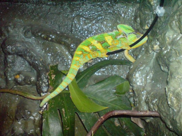 Chamäleon inkl. Terrarium, Technik & Pflanzen - Reptilien - Weimar  Lahn 
