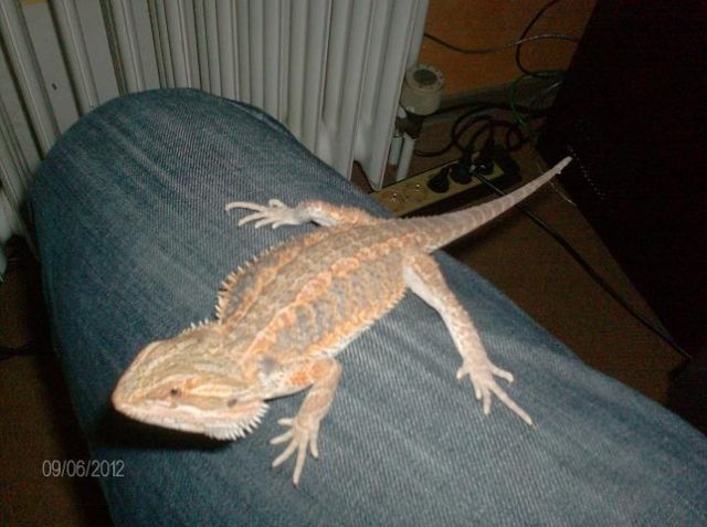 Barti abzugeben - Reptilien - Salzgitter