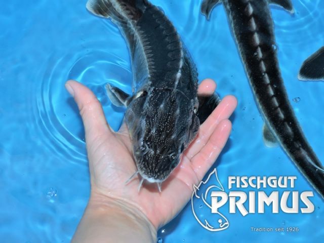 2 Waxdick Störe  A. gueldenstaedti  - Größe 50-60 cm - Fische - Iserlohn