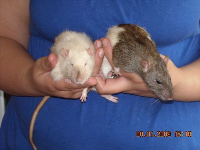 2 Rattenböcke zu verschenken - Ratten - Bendorf