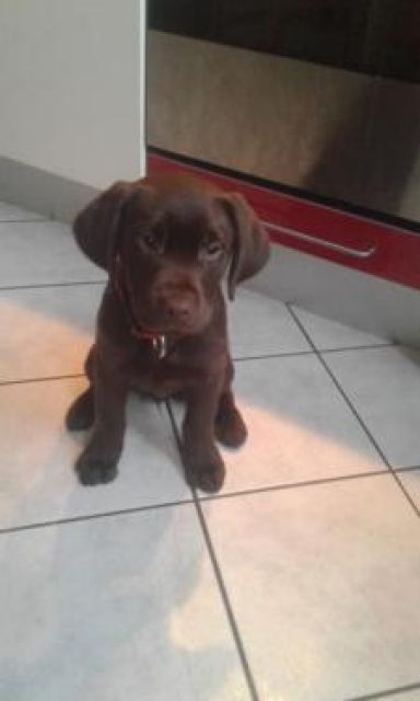 Brauner Labradorrüde - Hunde - Zwickau