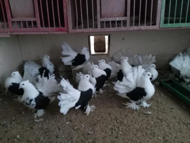 Pfautauben schwarzschildig aus Zucht - Nutztiere - Dresden