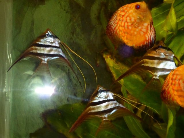 Skalar Altum - Fische - Lichtenstein/Sachsen