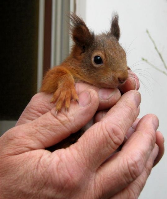 Eichhörnchen - Nagetiere Allgemein - Jockgrim