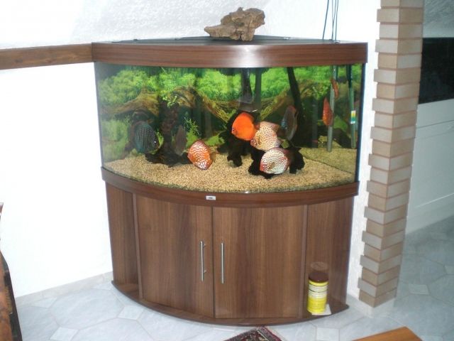 Juwel Aquarium Trigon 350- Eck- Nuß Braun mit wertvollen Diskus - Fischen - Aquarien und Zubehoer - Recklinghausen