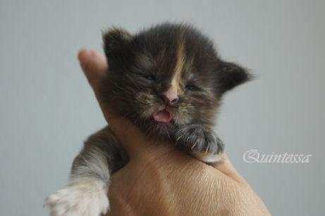 Zauberhafte Maine Coon Kitten - Katzen - Schwäbisch Gmünd