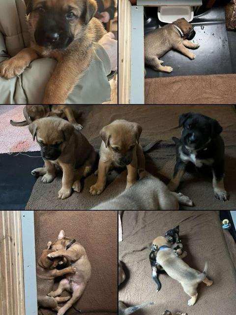 Mischlingswelpen  - Hunde - Bad Soden-Salmünster 