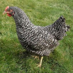 Jung Hennen Deutsche Blau Sperber aus Hobby Natur Brut von privat abzugeben. gei - Nutztiere - Donau - Iller