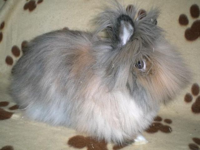 Einige Teddyzwerge abzugeben... - Hasen Kaninchen - Heimbach