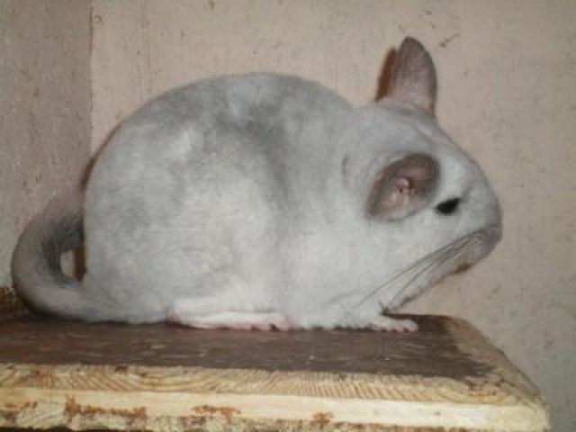 Chinchillas zu vergeben - Sonst Nagetiere - Rotheau