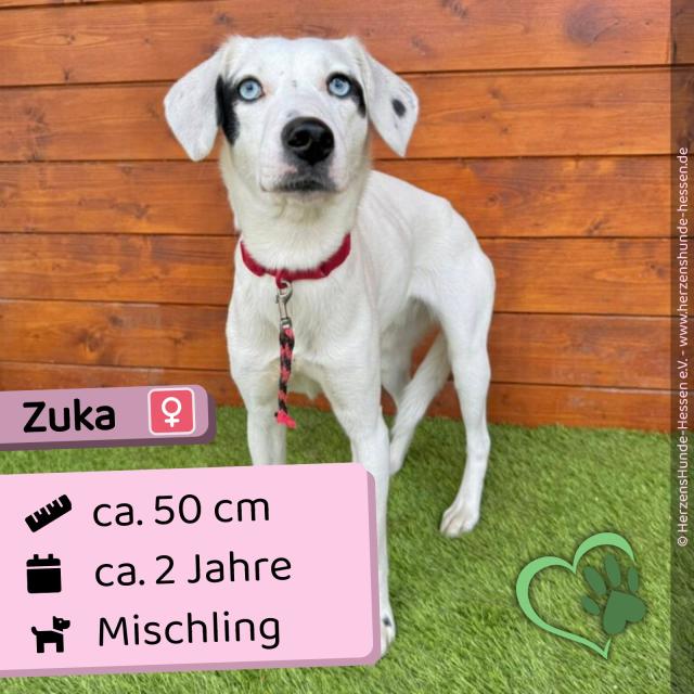 Zuka (w), 2 Jahre, 47 cm, Slowakei - Hunde - Nova Bana