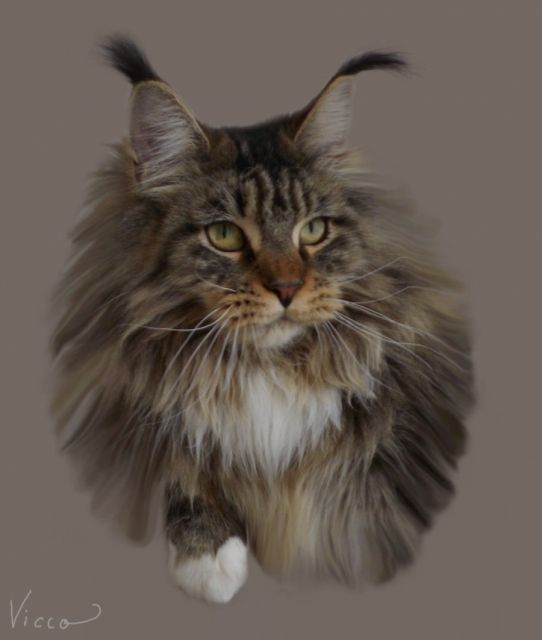 Maine Coon Kitten - Katzen - Großmehring-Tholbath