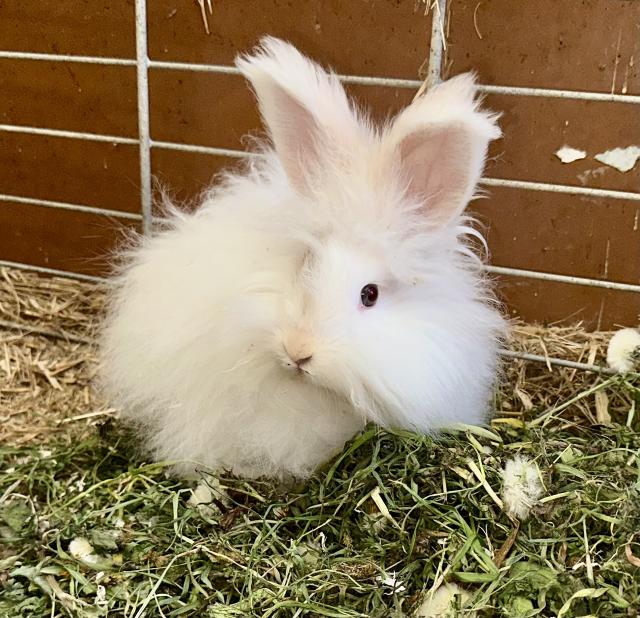 English Angora Kaninchen - Hasen Kaninchen - Kleinzerbst