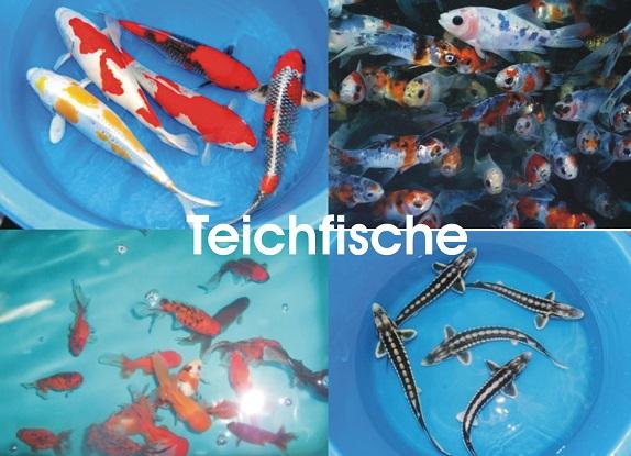 Teichfische - Koi - Biotopfische - Krebse - Muscheln uvm. / Fischfarm Eske - Fische - Handewitt