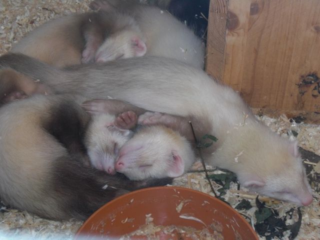 4 süße Frettchen - Frettchen - Rowa