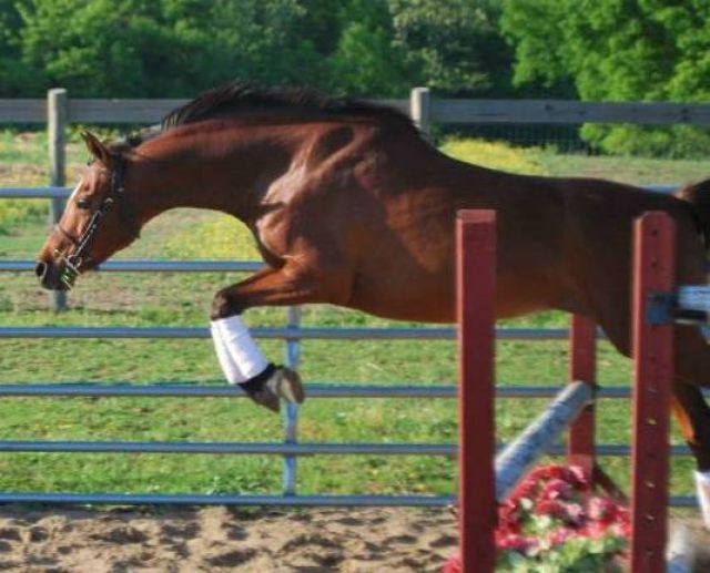 Welsh Pony Stute - Pferde - saarland
