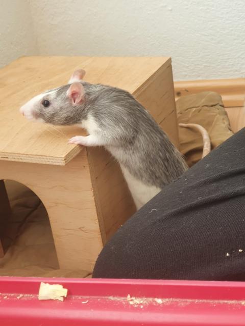 Verkaufe 2 Farbratten - Ratten - Krems