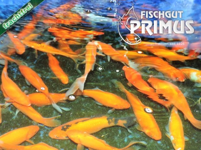 4 Laichgoldfische - Größe 15-20 cm - Fische - Iserlohn