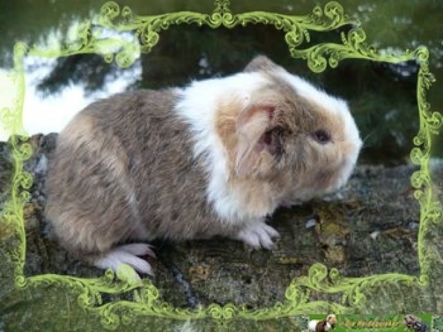 US Teddy Meerschweinchen mit toller Farbverteilung - Meerschweinchen - 06179