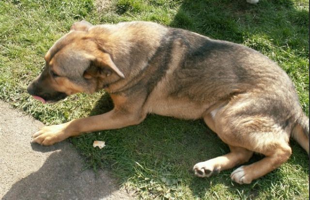Winny braucht Eure Hilfe. Jeder Euro zählt  - Tiere In Not - Oberhausen