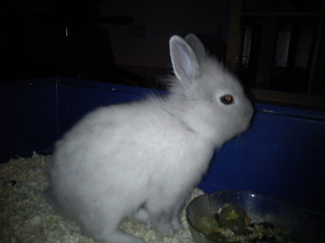 Kaninchen aus Zeitgründen in erfahrene und liebevolle Hände abzugeben  - Nagetiere Allgemein - Ochtendung 