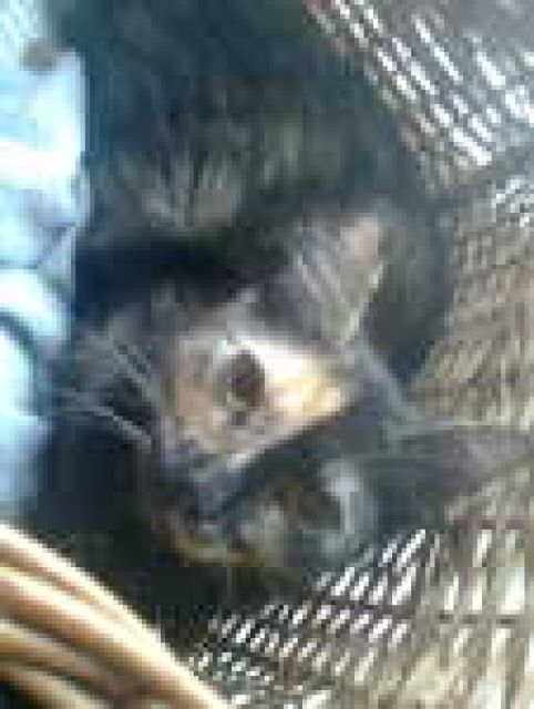 Lina sucht neues zuhause - Katzen - Meerbusch