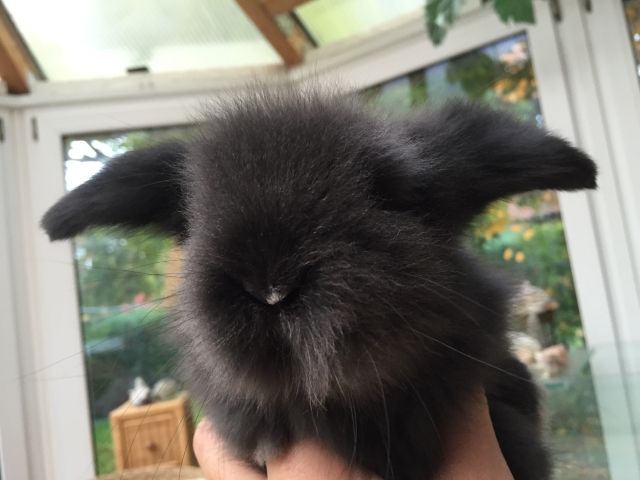 Zwergkaninchen Teddy Widder Männchen Babys - Hasen Kaninchen - Bassum