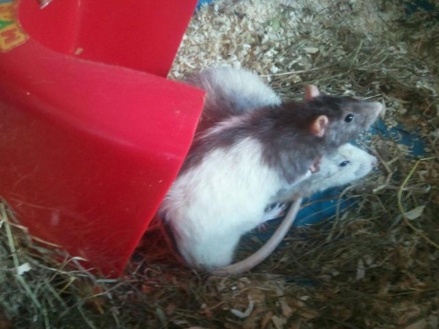2 geliebte Ratten zu verschenken - Ratten - Albstadt