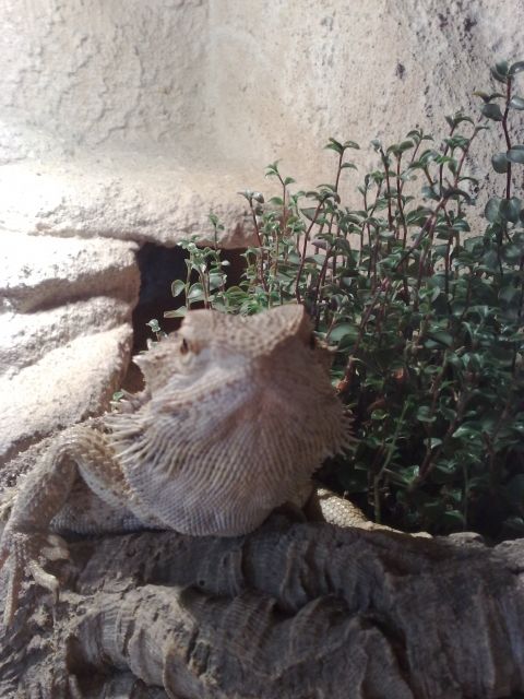 Tolles Bartagamen Männchen abzugeben - Reptilien - Wilhelmshaven