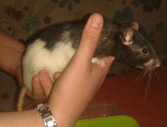 2 Schöne Farbratten abzugeben/verkaufen - Ratten - Landkern