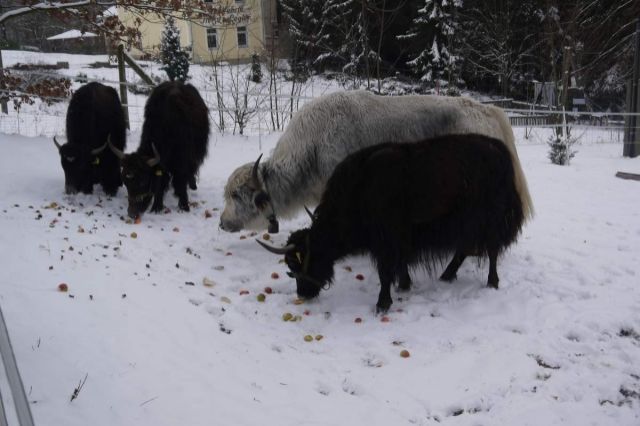 Yak Yakkälbchen - Nutztiere - Seifersdorf