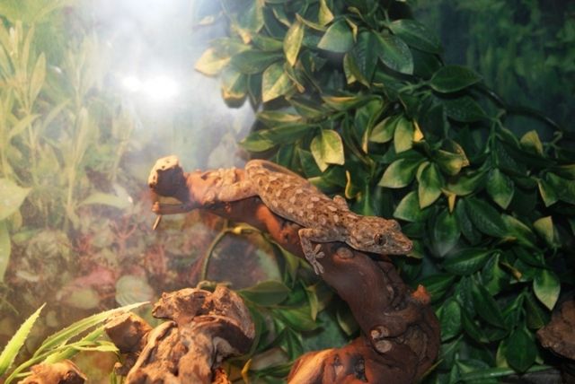 Marmorgeckos abzugeben  - Reptilien - Meerbusch