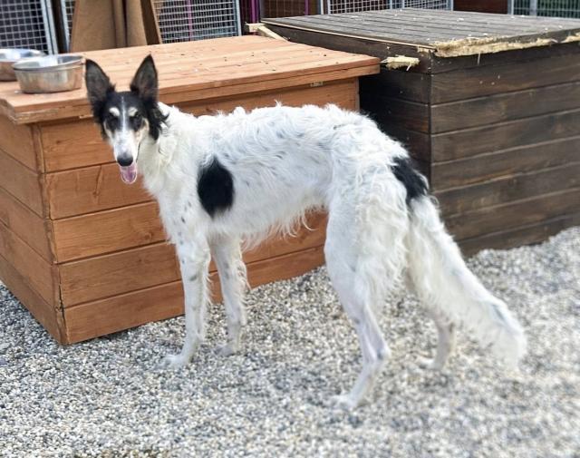 Zakhar – Sanfter Barsoi-Rüde sucht Geduld und Herz - Hunde - Nova Bana