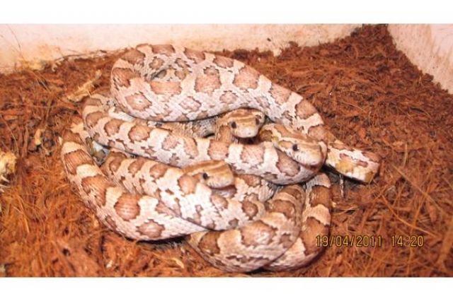 Kornnatter  Jungtier  - Reptilien - Riedlingen