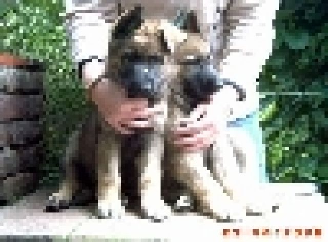 Graue Schäferhundwelpen Mädels SV-Papiere - Hunde - Elmshorn