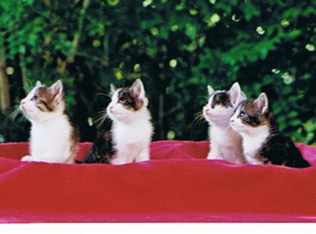 2 x 2 Kätzchen wollen umziehen  - Katzen - Obergriesbach