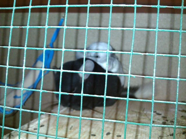 Wir verkaufen 2 Chinchillas mit Zubehör - Nagetiere Allgemein - Mudersbach