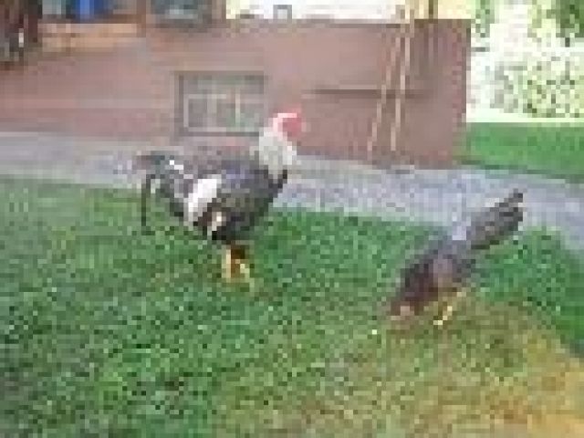 Koeyoshi Hahn - Nutztiere - Waldstetten-Wißgoldingen