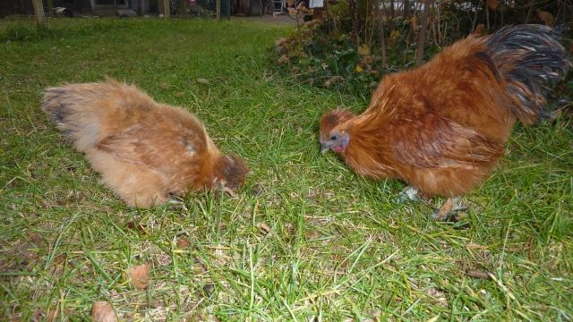 Zwergseidenhuhn Pärchen  Zwerghuhn, Seidenhuhn  - Sonstige Nutztiere - Germering