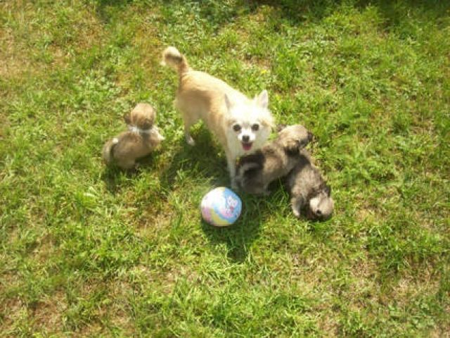 Reinrassige Chihuahua Welpen - Hunde - Berlin
