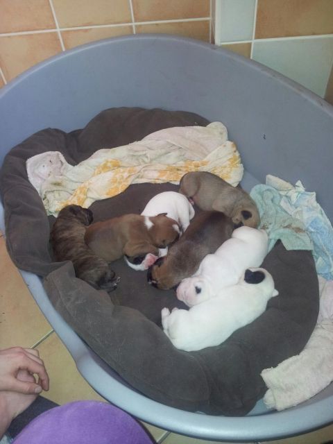 Boxer /old english bulldog welpen - Hunde - forst 