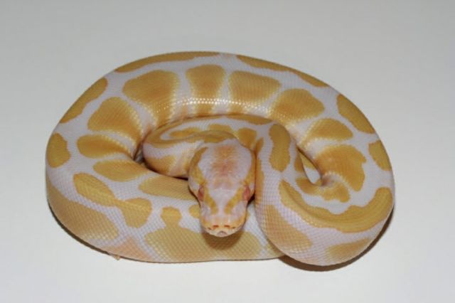 Verkaufe Königspython Piebald & Albino - Reptilien - hannover 