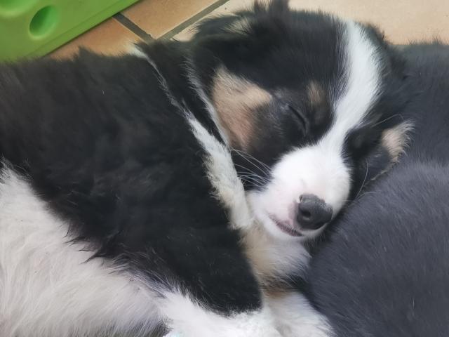 Reinrassige Border Collie Welpen Rüde Familienaufzucht Thüringen - Hunde - Ohrdruf OT Crawinkel