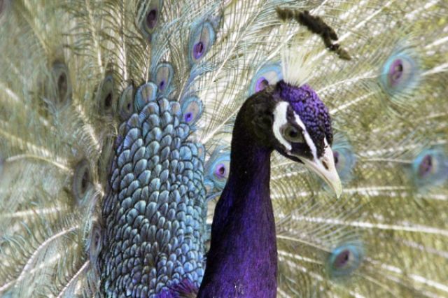 Pfauen - Europas bunteste Zucht - Nutztiere - St. Stefan / Österreich