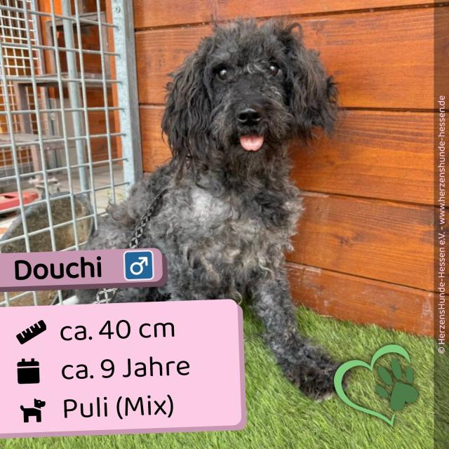 Douchi (m), 9 Jahre, 40 cm, Slowakei - Hunde - Nova Bana