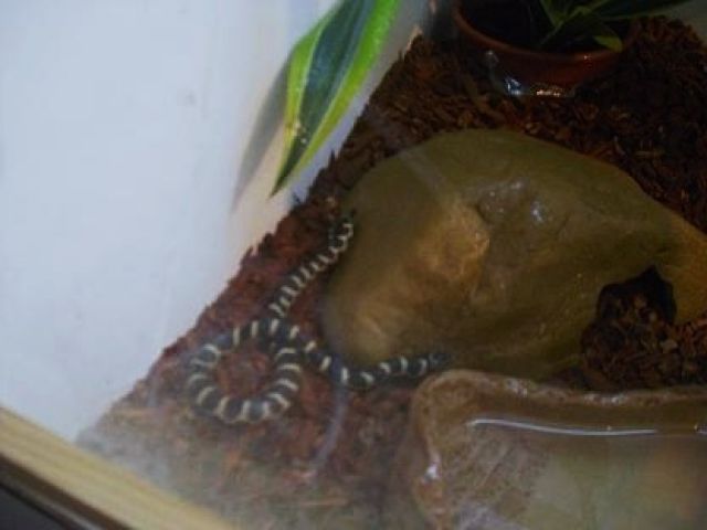 Reptillien Hotel - Reptilien - Geesthacht