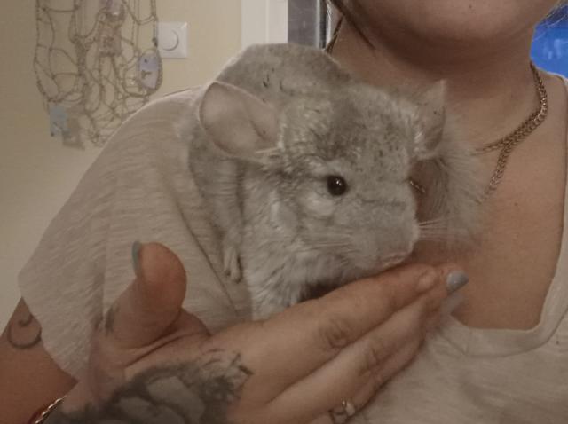 Chinchilla Pärchen  - Nagetiere Allgemein - Steinbach am glan