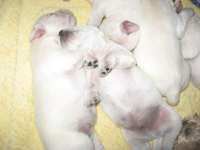 Zwergschnauzer-Welpen weiß - Hunde - Apen