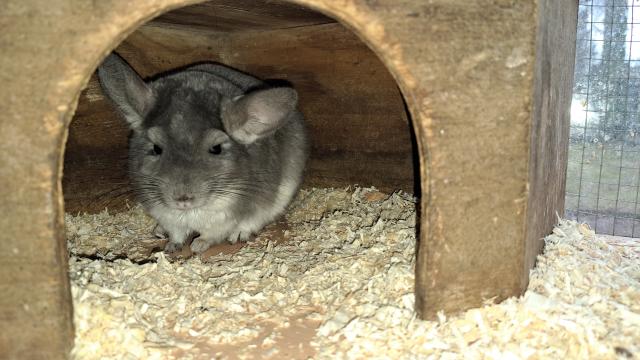 Bunte junge Chinchilla Jungs männlich - Haustiere - Neustadt in Sachsen