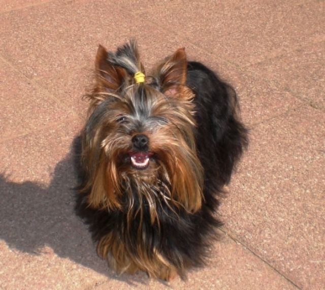 Yorkshire Hündin - Hunde - Helmstadt-Bargen